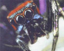aranhacaradeogro