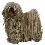 pastorbergamasco