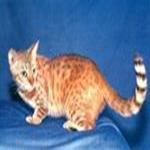 bengal